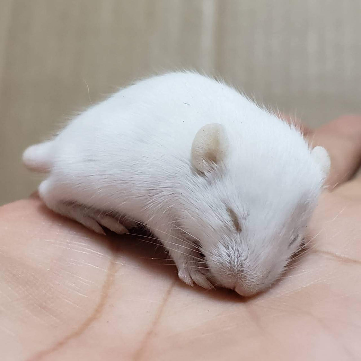 TEFのこだわり