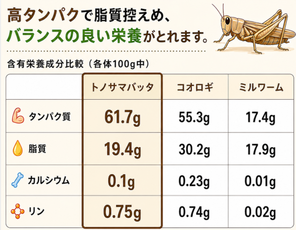 アダルトサイズ（L）