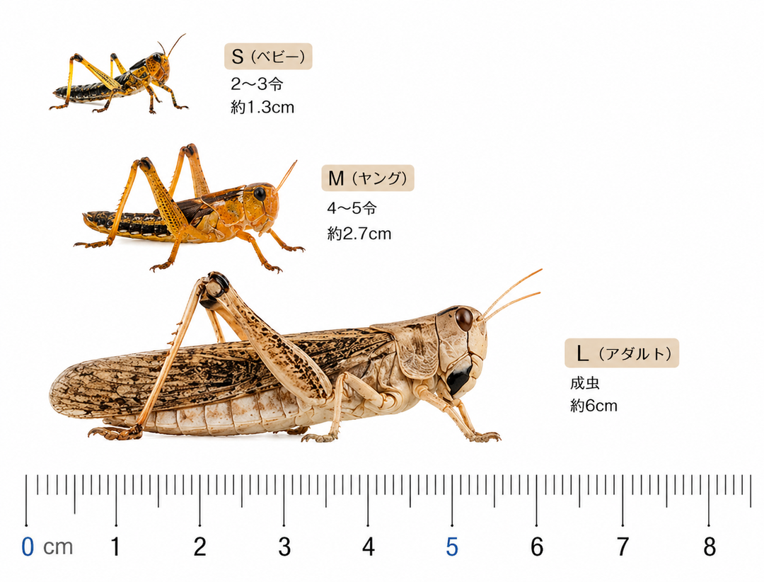 アダルトサイズ（L）