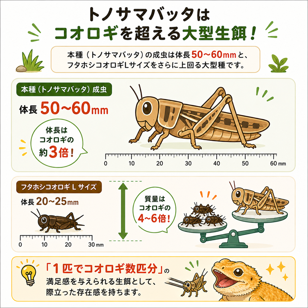 アダルトサイズ（L）
