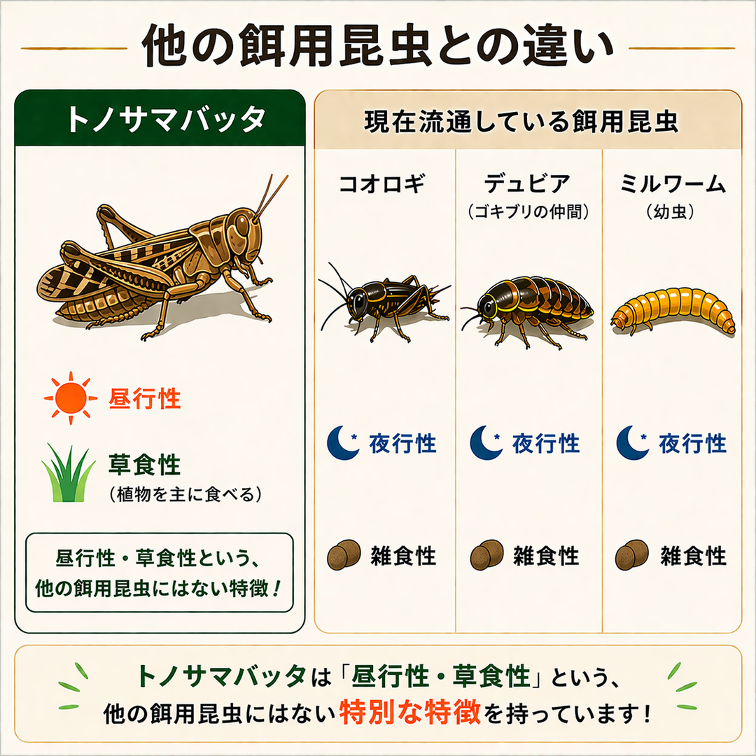 アダルトサイズ（L）