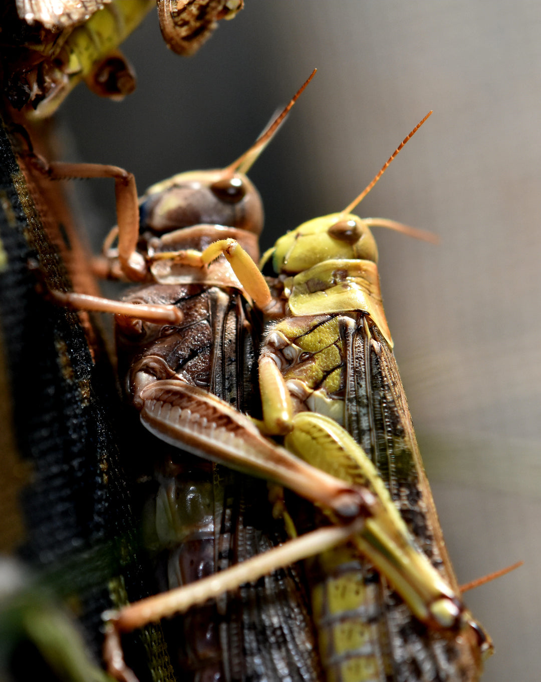 アダルトサイズ