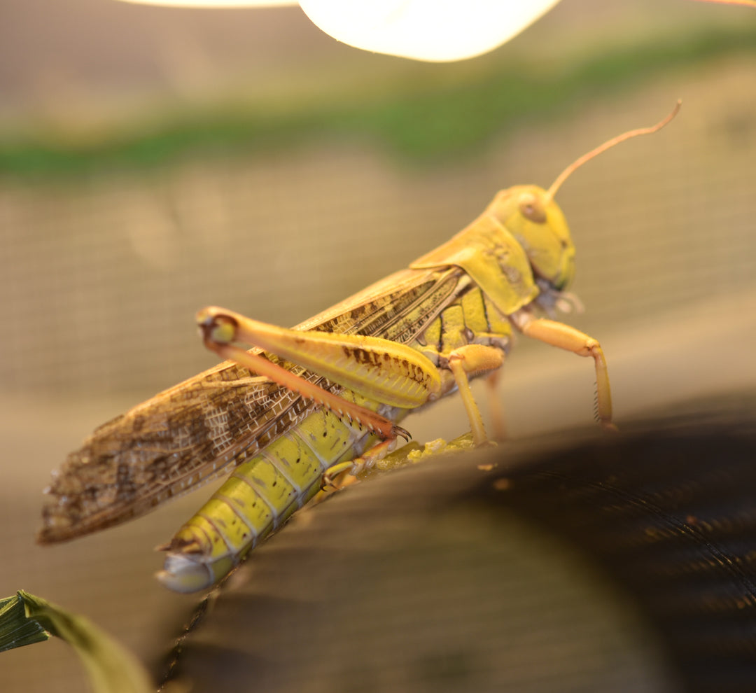 アダルトサイズ