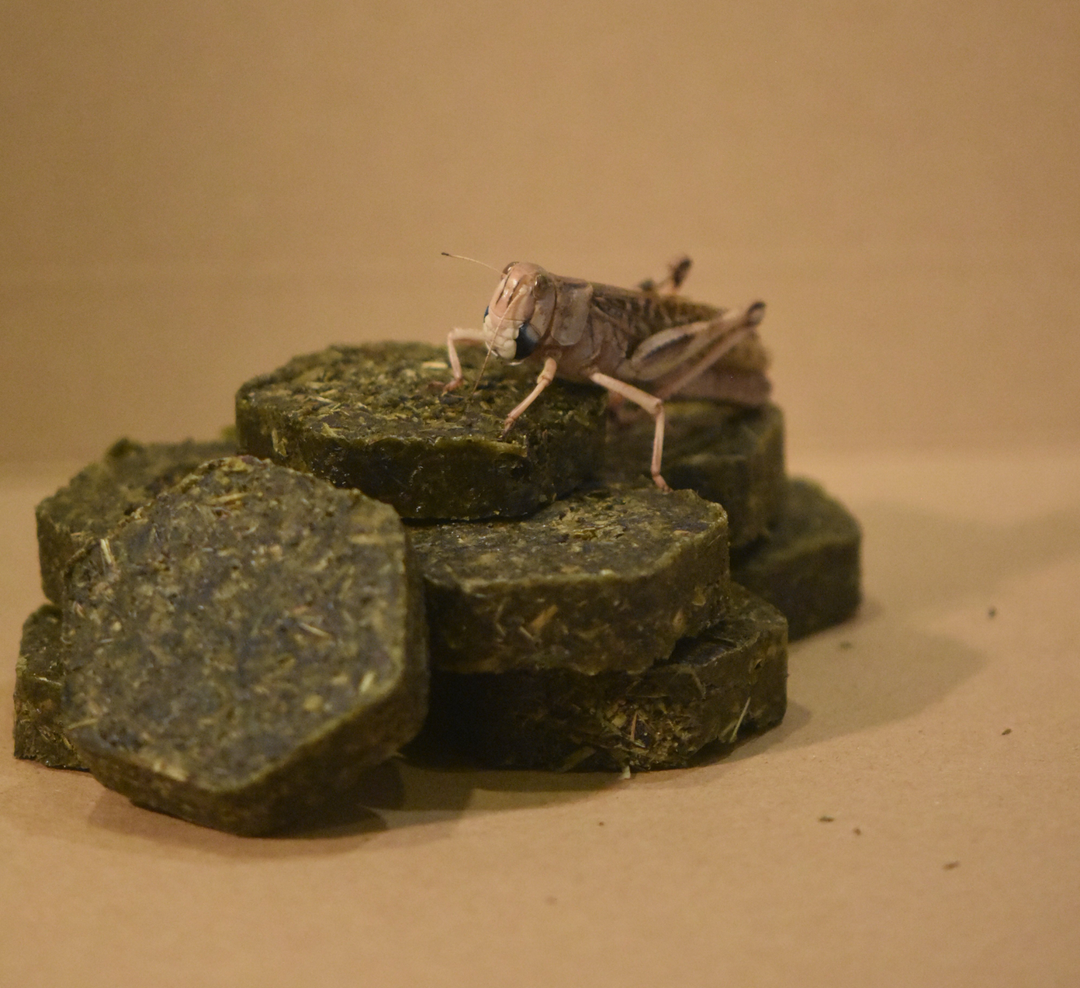 ■トノフレア■　バッタの糞の着火剤