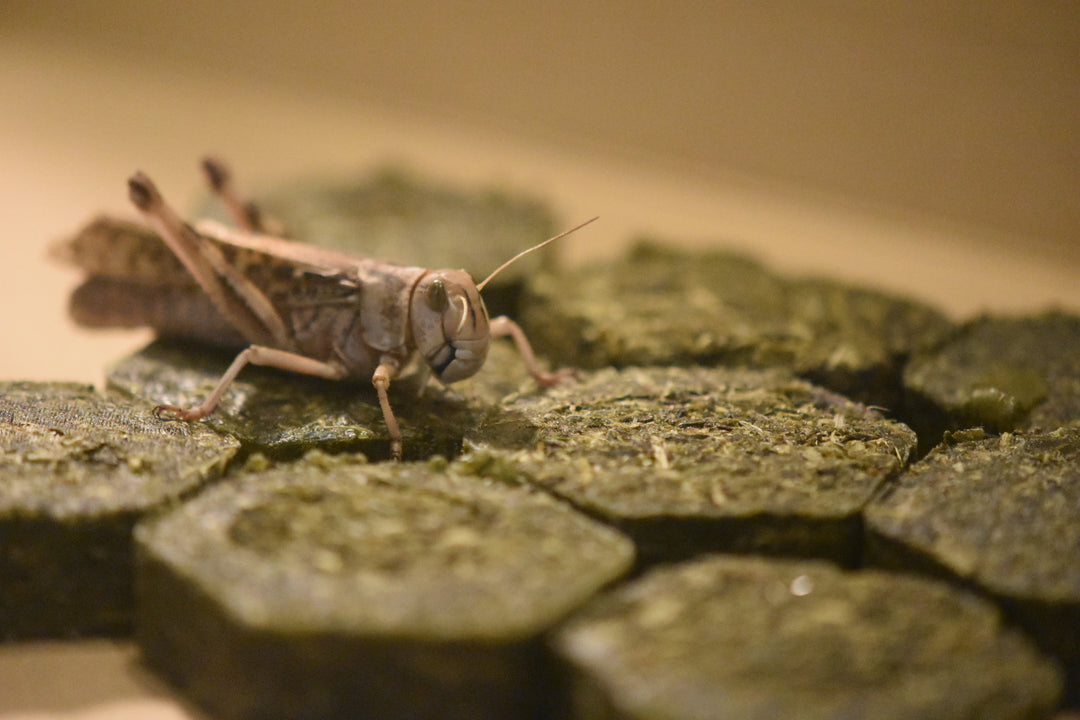 ■トノフレア■　バッタの糞の着火剤