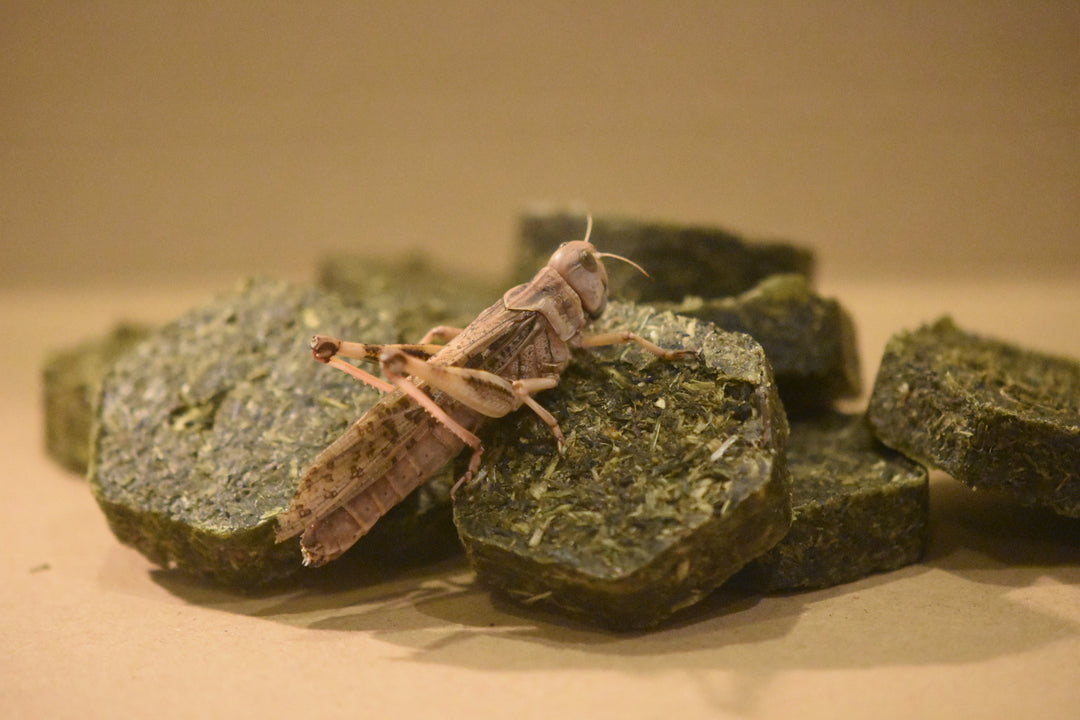 ■トノフレア■　バッタの糞の着火剤